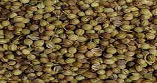 عوارض تخمه گشنیز ؛ مضرات تخمه گشنیز برای مشکلات رحم