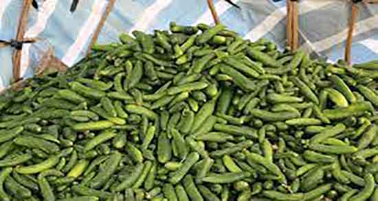 عوارض خوردن خیار تلخ ؛ مضرات مصرف خیار تلخ برای کودکان چیست