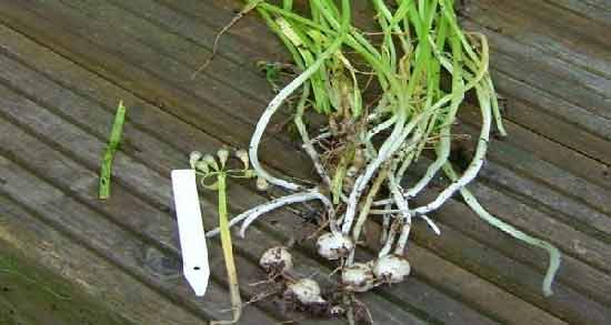 عوارض سیر کوهی ؛ مصرف سیر کوهی چه عوارضی برای سلامتی دارد
