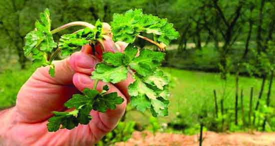 عوارض چوچاق ؛ استفاده از گیاه چوچاق چه عوارضی برای سلامتی دارد