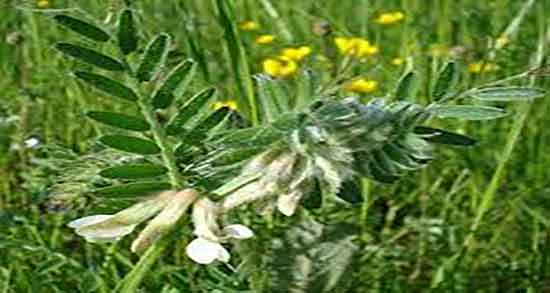 عوارض گاودانه ؛ مضرات مصرف گیاه گاودانه برای حیوانات چیست