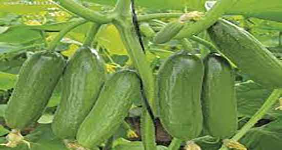 عکس ته خیار ؛ تصاویر گرفتن ته خیار برای مصرف در انواع سالاد