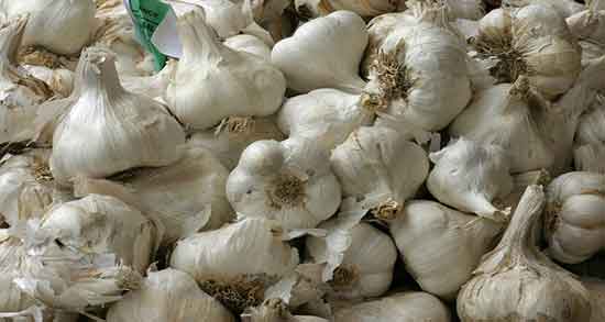 عکس گیاه سیر ؛ تصویر گیاه سیر تازه در فروشگاه های اینترنتی