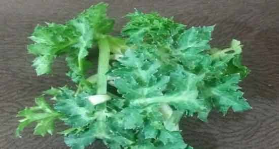 عکس گیاه چوچاق ؛ آشنایی با مشخصات ظاهری گیاه چوچاق