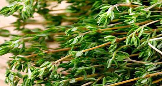 فرق بین آذربه و آویشن ؛ تفاوت اذربه و اویشن در چیست + تاثیر گیاه اذربه