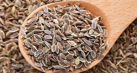 فرق رازیانه و بادیان ؛ چه تفاوت هایی بین بادیان و رازیانه وجود دارد