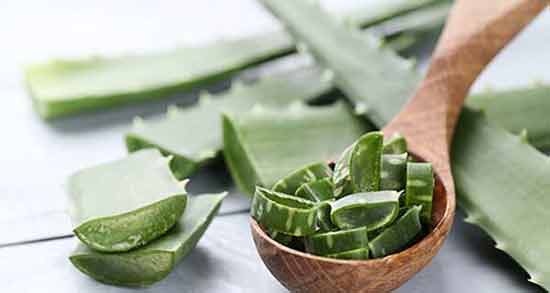 فواید آلوئه ورا برای موی سر ؛ تاثیر استفاده از آلوئه ورا برای جلوگیری از ریزش مو