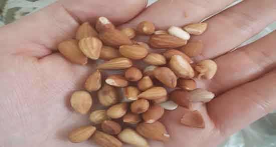 فواید بادام کوهی برای پوست و کاهش چسن و چروک پوست با مصرف بادام کوهی فواید بادام کوهی برای پوست ؛ کاهش چسن و چروک پوست با مصرف بادام کوهی