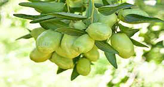 فواید روغن جوجوبا بر پوست ؛ استفاده از روغن جوجوبا برای پوست صورت