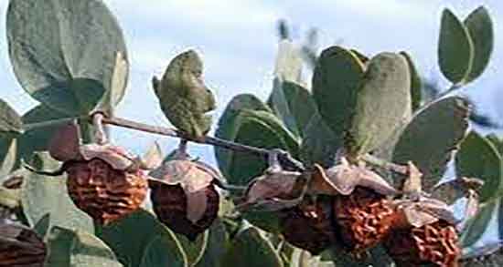 فواید روغن جوجوبا برای مو ؛ خواص مصرف روغن جوجوبا برای پوست و مو