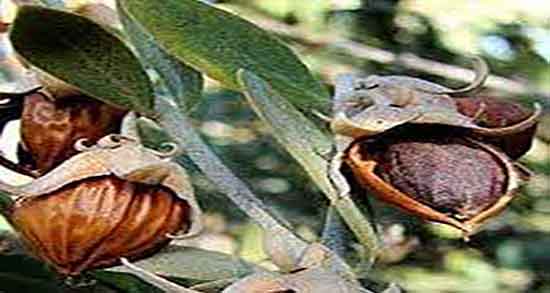 فواید روغن جوجوبا چیست ؛ خواص مصرف روغن جوجوبا برای لک پوستی