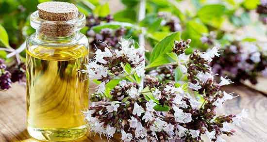 فواید روغن پونه ؛ خواص روغن پونه کوهی برای ترمیم جوش های پوستی