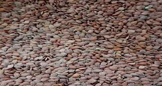 فواید قدومه شیرازی ؛ خاصیت مصرف قدومه شیرازی برای معده چیست