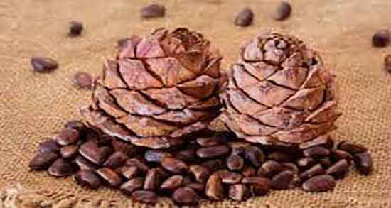 فواید قدومه چیست ؛ خواص مصرف قدومه شیرازی برای لاغری بدن