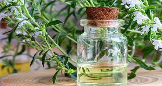 فواید مرزه در بارداری ؛ خاصیت خوردن سبزی مرزه برای زن باردار