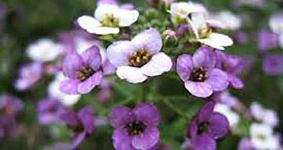 فواید و عوارض قدومه و خوردن روزانه دمنوش قدومه برای نفخ معده فواید و عوارض قدومه ؛ خوردن روزانه دمنوش قدومه برای نفخ معده