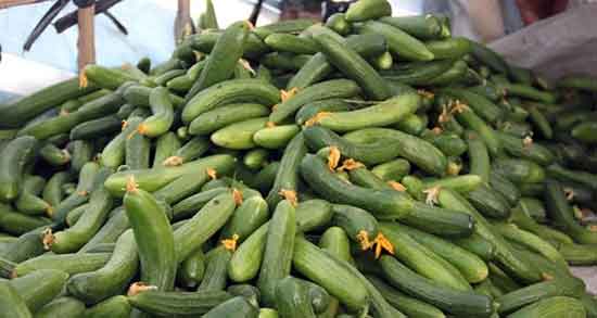 فواید و مضرات خیار تلخ ؛ خواص و عوارض مصرف خیار تلخ برای بدن