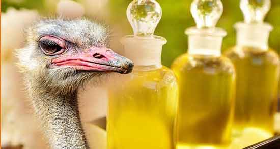 فواید و مضرات روغن شترمرغ ؛ همه چیز درباره استفاده از روغن شترمرغ