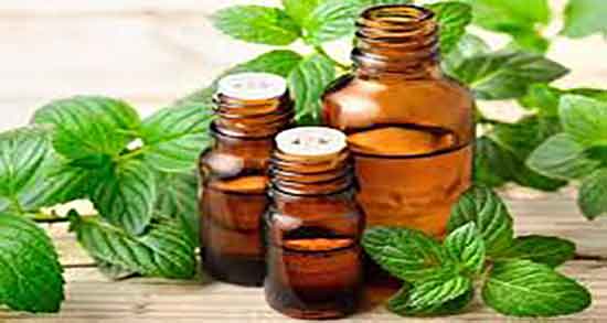 فواید و مضرات روغن پونه ؛ خاصیت و عوارض مصرف روغن پونه برای بدن