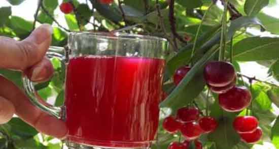 فواید چای آلبالو چیست ؛ تقویت سیستم ایمنی بدن با مصرف چای آلبالو