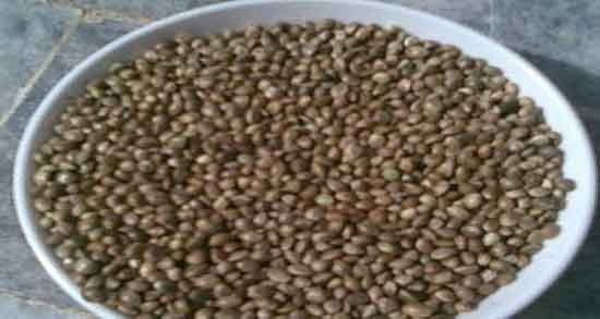 فواید گاودانه برای کبوتر ؛ خاصیت استفاده از گاودانه برای پرندگان چیه