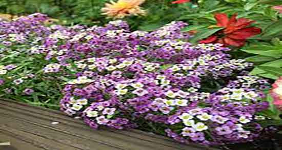 قدومه برای بارداری و فواید مصرف قدومه برای تقویت جنین زنان باردار قدومه برای بارداری ؛ فواید مصرف قدومه برای تقویت جنین زنان باردار