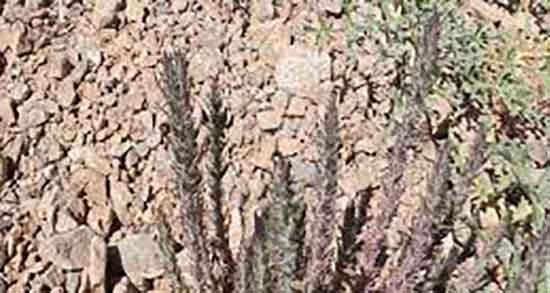 قدومه برای زردی نوزاد و قدومه سریع ترین راه برای درمان زردی نوزاد قدومه برای زردی نوزاد ؛ قدومه سریع ترین راه برای درمان زردی نوزاد