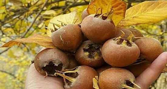 قیمت رب ازگیل ؛ خرید و فروش هر یک کیلو رب ازگیل وحشی چقدر است
