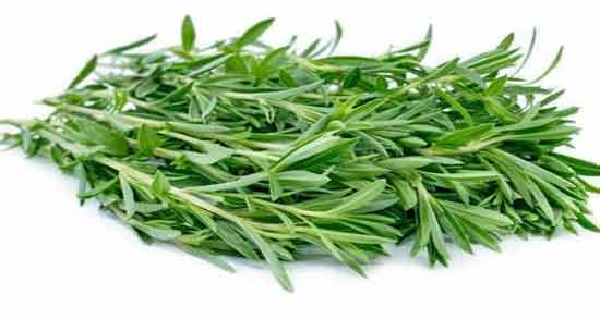 مرزه در طب سنتی ؛ خواص و مضرات مصرف مرزه از نظر طب سنتی