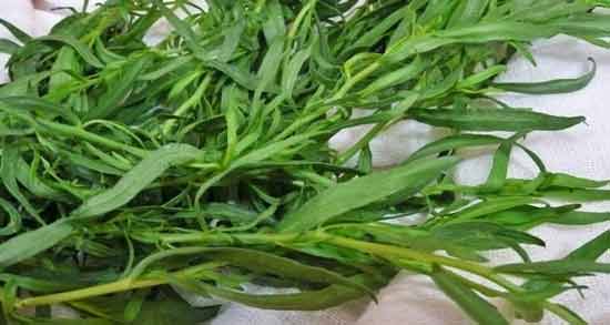 مرزه چیست ؛ همه چیز درباره خواص بی نظیر گیاه مرزه برای سلامتی