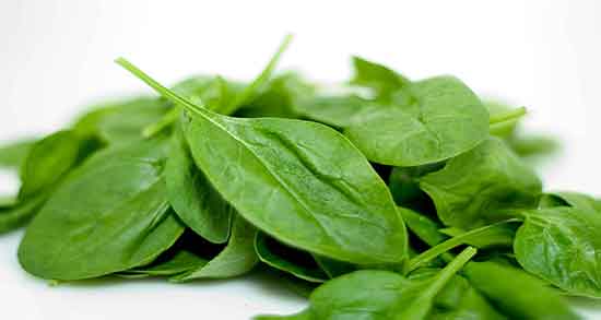 مشخصات گیاه اسفناج ؛ گیاه اسفناج تازه چه رنگی است + خواص اسفناج