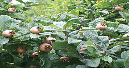 مصرف کندس در بارداری و استفاده از کندس برای فواید تعیین جنسیت جنین مصرف کندس در بارداری ؛ استفاده از کندس برای فواید تعیین جنسیت جنین