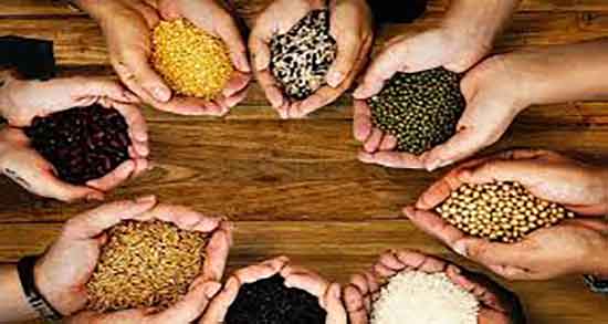 مصلح دانه چیا و مصلح دانه چیا همراه با غذا در طب سنتی چیست مصلح دانه چیا ؛ مصلح دانه چیا همراه با غذا در طب سنتی چیست