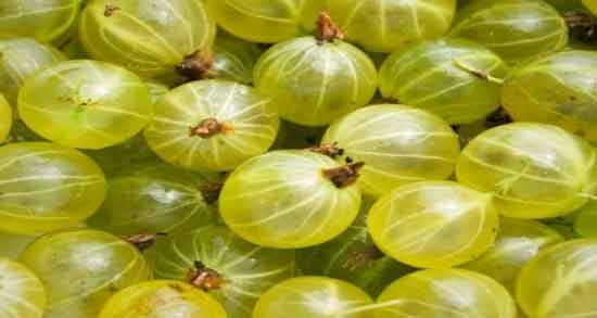 مضرات انگور فرنگی ؛ بررسی عوارض و مضرات خوردن انگور فرنگی