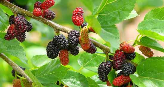 مضرات برگ توت ؛ بررسی عوارض و مضرات مصرف برگ توت برای سلامتی