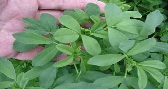 مضرات برگ یونجه ؛ بررسی عوارض و مضرات استفاده از برگ یونجه