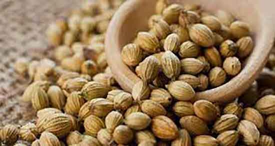 مضرات تخم گشنیز ؛ مضرات تخم گشنیز در طب سنتی چیست