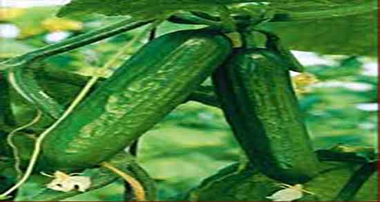 مضرات تلخی خیار ؛ ایا خوردن خیار تلخ به عنوان وعده برای بدن مضره