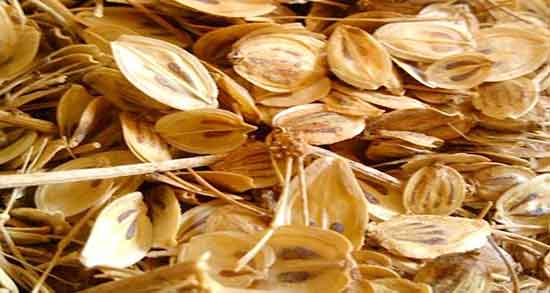 مضرات دمنوش گلپر ؛ عوارض استفاده از دمنوش گلپر برای کم خونی شدید