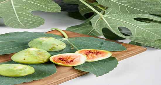 مضرات روغن انجیر ؛ عوارض استفاده از روغن انجیر برای کودکان چیست