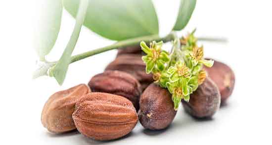 مضرات روغن جوجوبا ؛ عوارض مصرف روغن جوجوبا برای بدن انسان