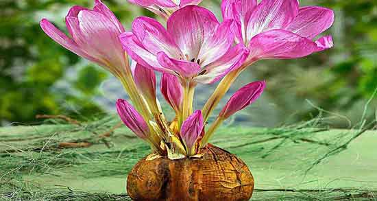 مضرات سورنجان ؛ بررسی عوارض و مضرات استفاده از سورنجان