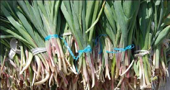 مضرات سیر کوهی ؛ همه چیز درباره عوارض مصرف سیر کوهی