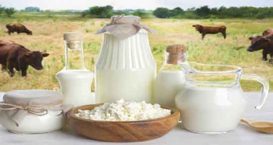 مضرات شیر گاومیش ؛ بررسی عوارض و مضرات مصرف شیر گاومیش برای سلامتی