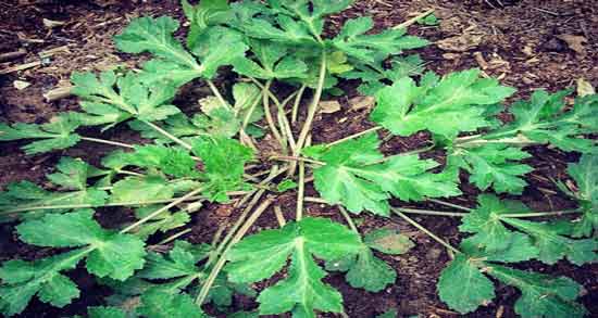 مضرات چوچاق ؛ بررسی عوارض و مضرات مصرف چوچاق