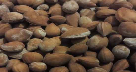 نام دیگر بادام کوهی و نام علمی بادام کوهی چیست؟ نام دیگر بادام کوهی ؛ نام علمی بادام کوهی چیست؟