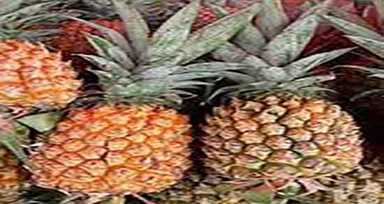 نحوه رسیدن آناناس کال و چگونه اناناس کال را در گلخانه نگهداری میکنند نحوه رسیدن آناناس کال ؛ چگونه اناناس کال را در گلخانه نگهداری میکنند