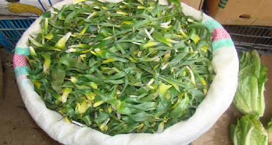 نحوه مصرف سیر کوهی برای ؛ روش صحیح استفاده از سیر کوهی
