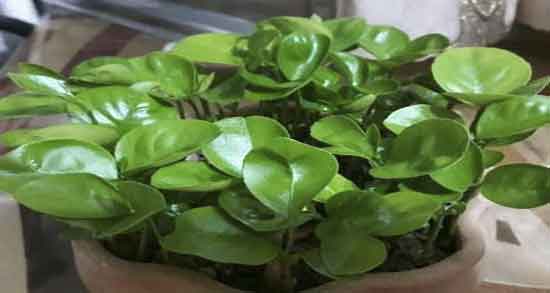 هسته لیمو ترش و سیر برای گرفتگی رگ ؛ هسته لیمو ترش برای عروق