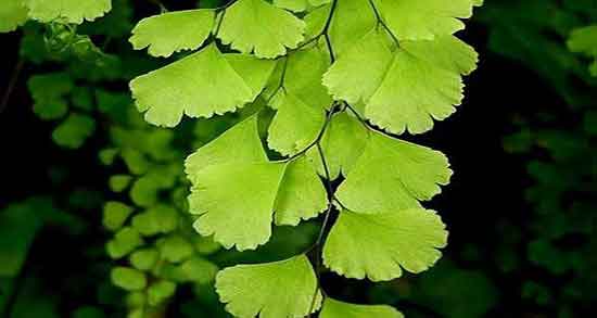 پرسیاوشان برای معده ؛ ایا پرسیاوشان برای زخم معده مفید است